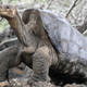 Lonesome George.